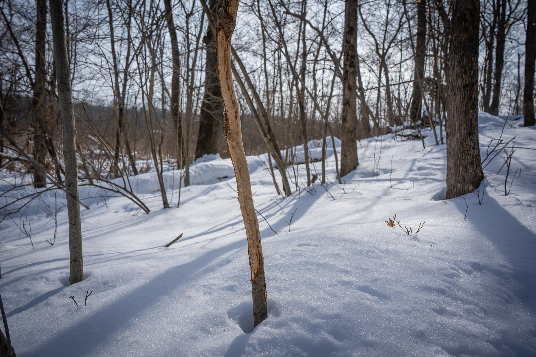 5100 Long Lake Road Reading, MI 49274 - Photo 51 of 83 DSC07580