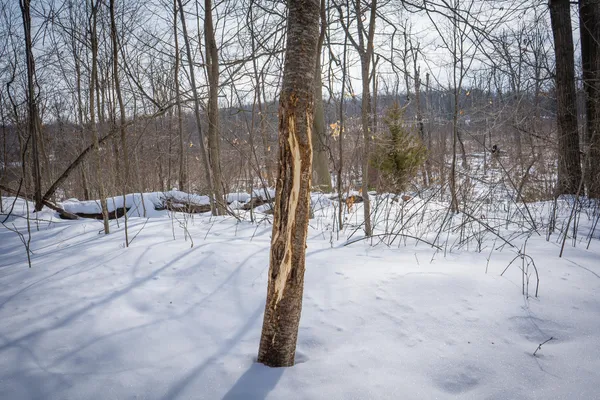 $529,000 | 5100 Long Lake Road, Reading, MI 49274