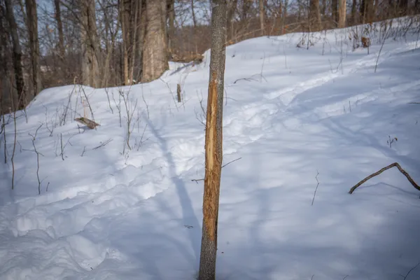 $529,000 | 5100 Long Lake Road, Reading, MI 49274