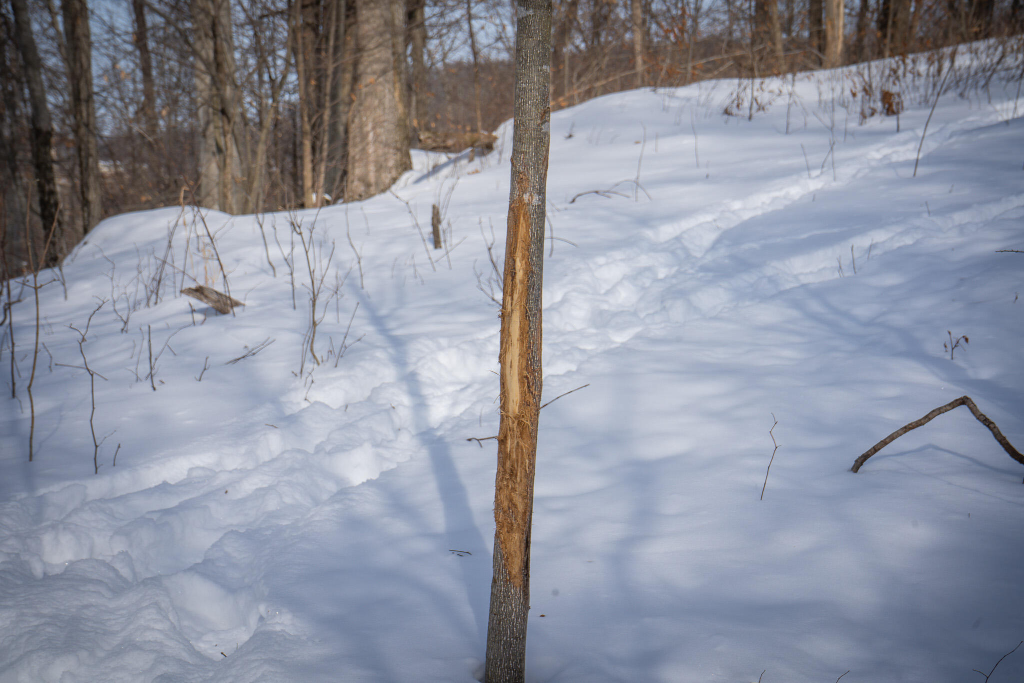 5100 Long Lake Road Reading, MI 49274 - Photo 57 of 83 DSC07589