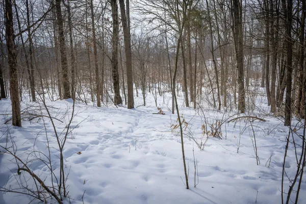 $529,000 | 5100 Long Lake Road, Reading, MI 49274