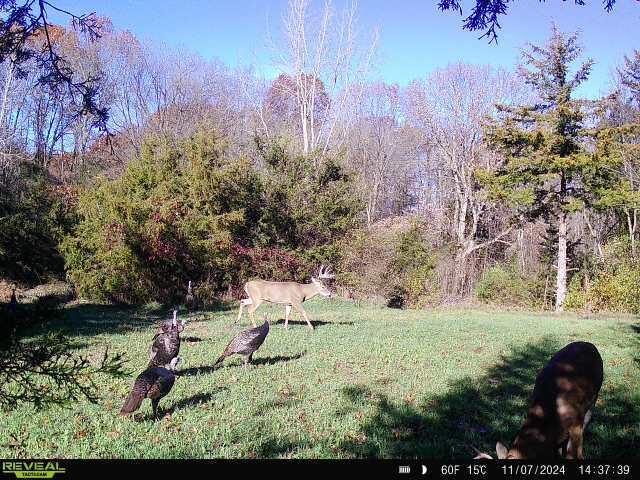 5100 Long Lake Road Reading, MI 49274 - Photo 6 of 83 864049055897609-100-3-11072024143738-W10