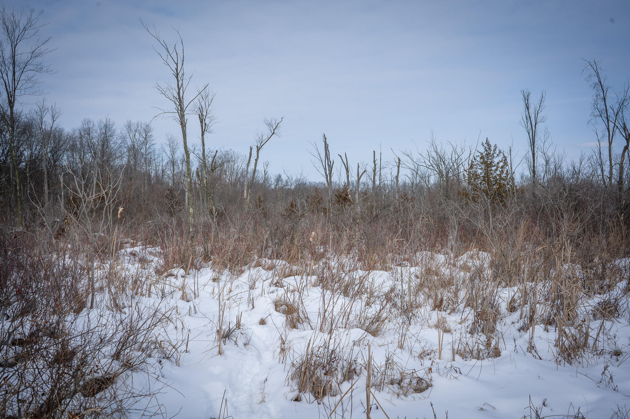 5100 Long Lake Road Reading, MI 49274 - Photo 63 of 83 DSC07595