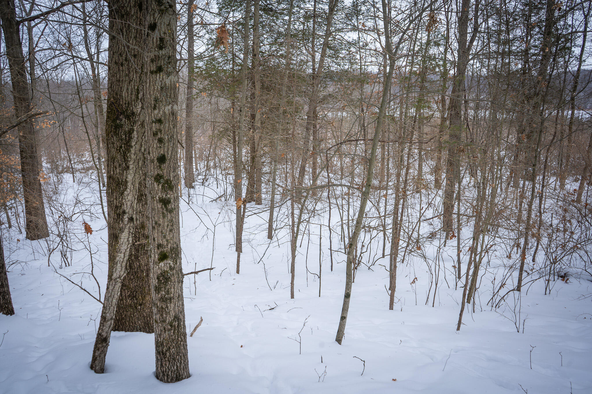 5100 Long Lake Road Reading, MI 49274 - Photo 65 of 83 DSC07598