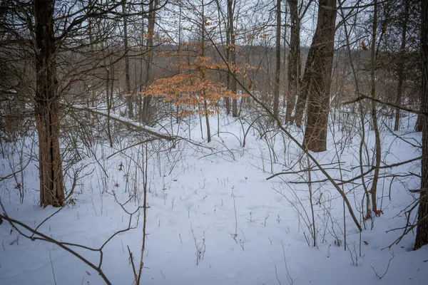 $529,000 | 5100 Long Lake Road, Reading, MI 49274