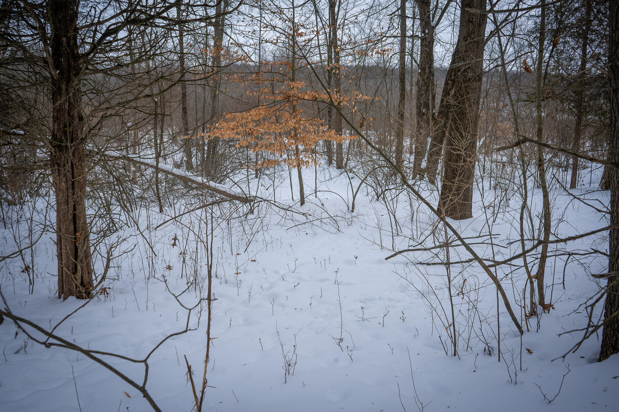 5100 Long Lake Road Reading, MI 49274 - Photo 66 of 83 DSC07599