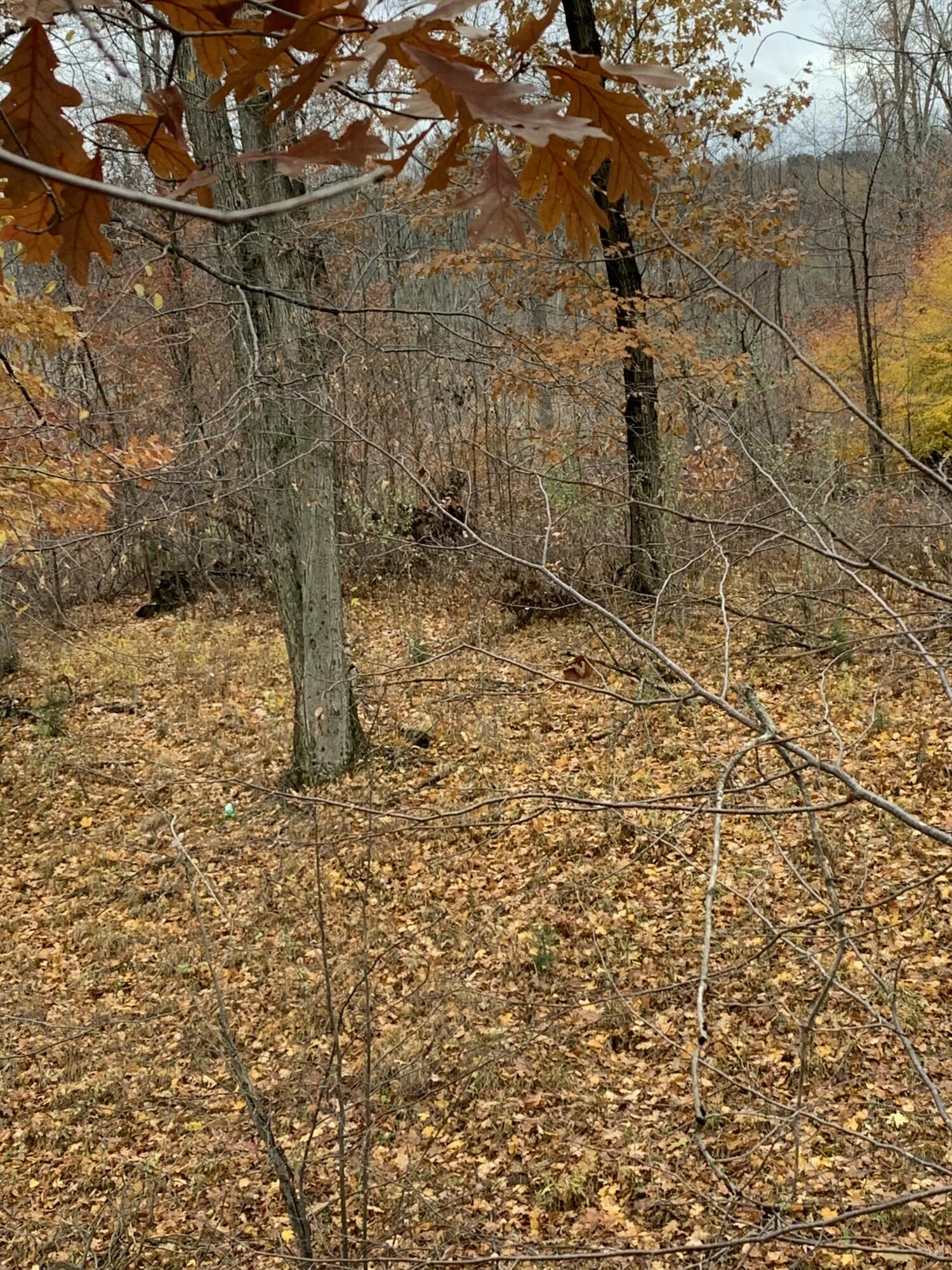 5100 Long Lake Road Reading, MI 49274 - Photo 71 of 83 IMG_3511