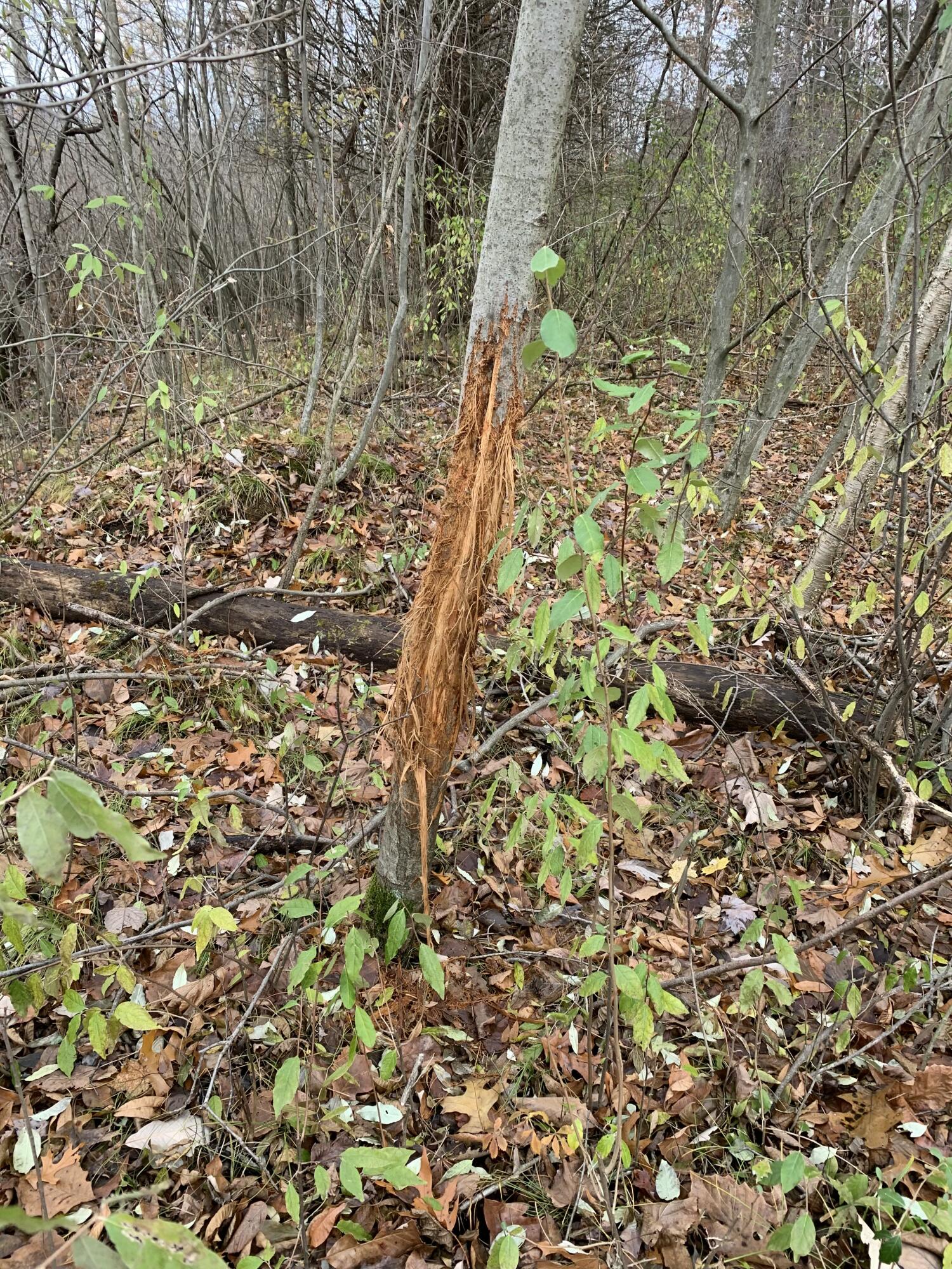 5100 Long Lake Road Reading, MI 49274 - Photo 75 of 83 IMG_3541