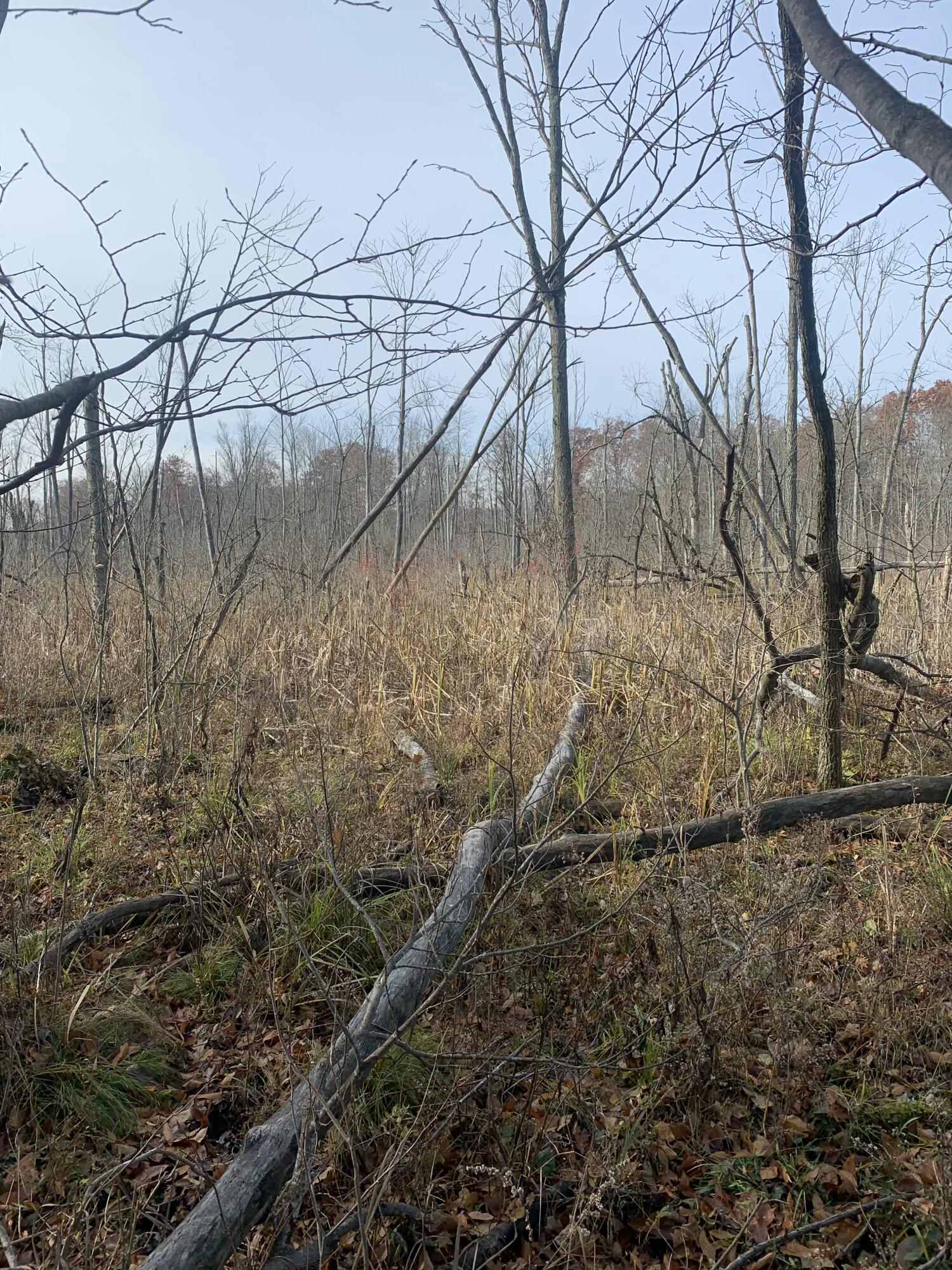 5100 Long Lake Road Reading, MI 49274 - Photo 76 of 83 IMG_3548