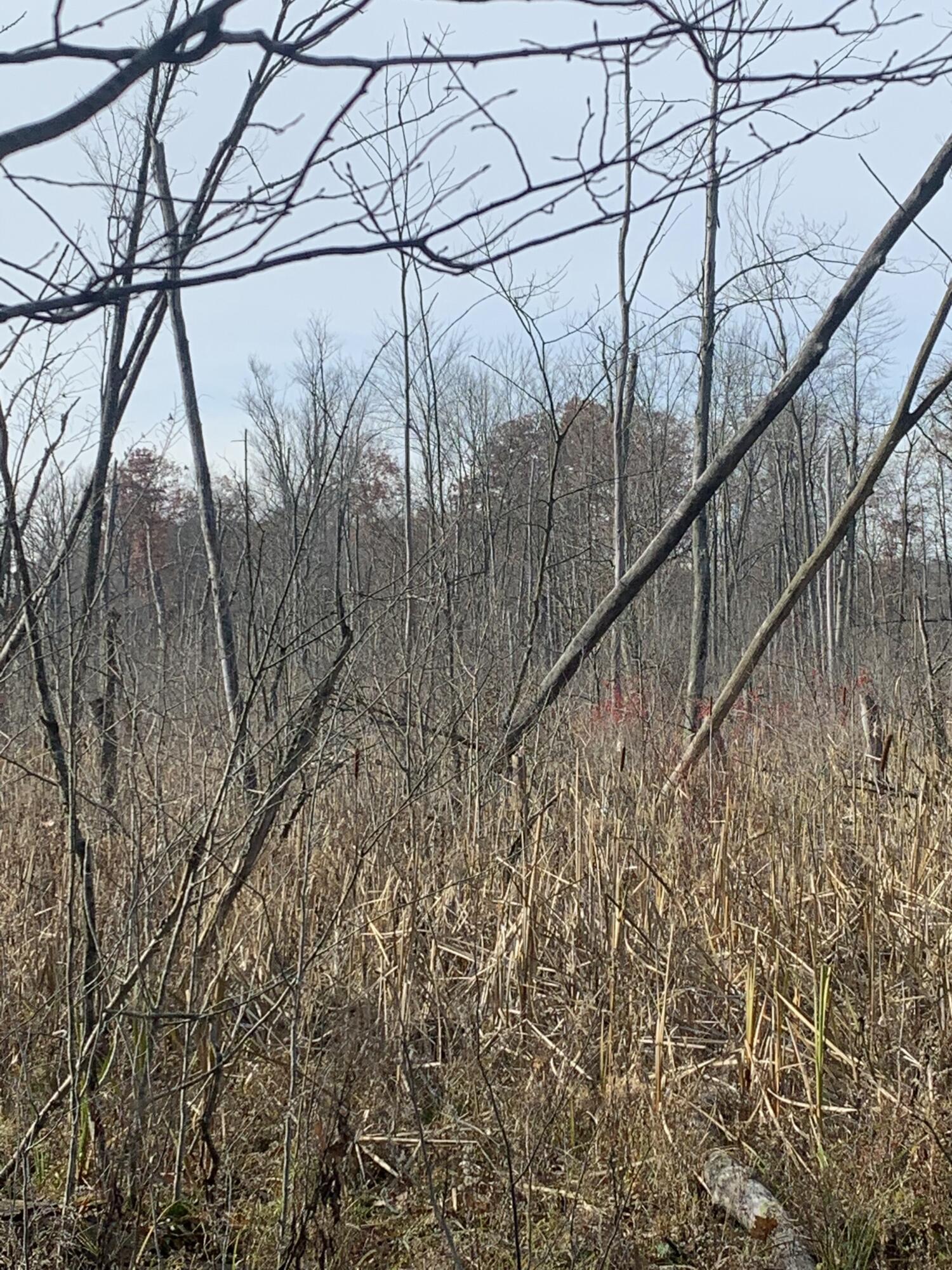 5100 Long Lake Road Reading, MI 49274 - Photo 77 of 83 IMG_3550