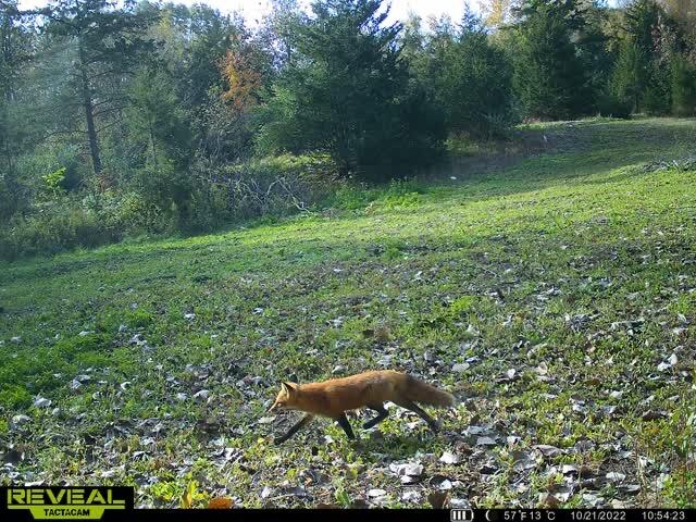 5100 Long Lake Road Reading, MI 49274 - Photo 79 of 83 IMG_5118