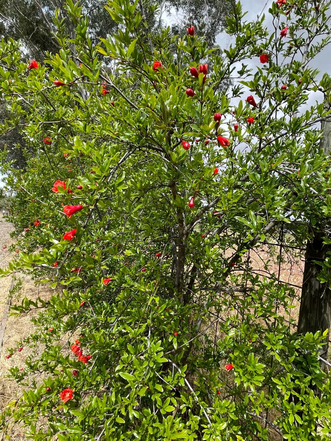 2344 Tivy Valley Road Sanger, CA 93657 - Photo 56 of 61 a small yard with flowers and flowers
