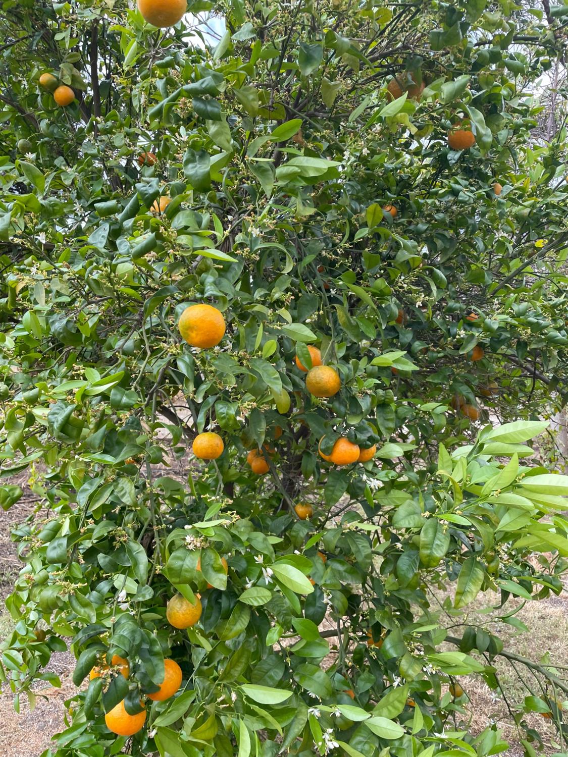 2344 Tivy Valley Road Sanger, CA 93657 - Photo 59 of 61 a view of a tree in a backyard of a house