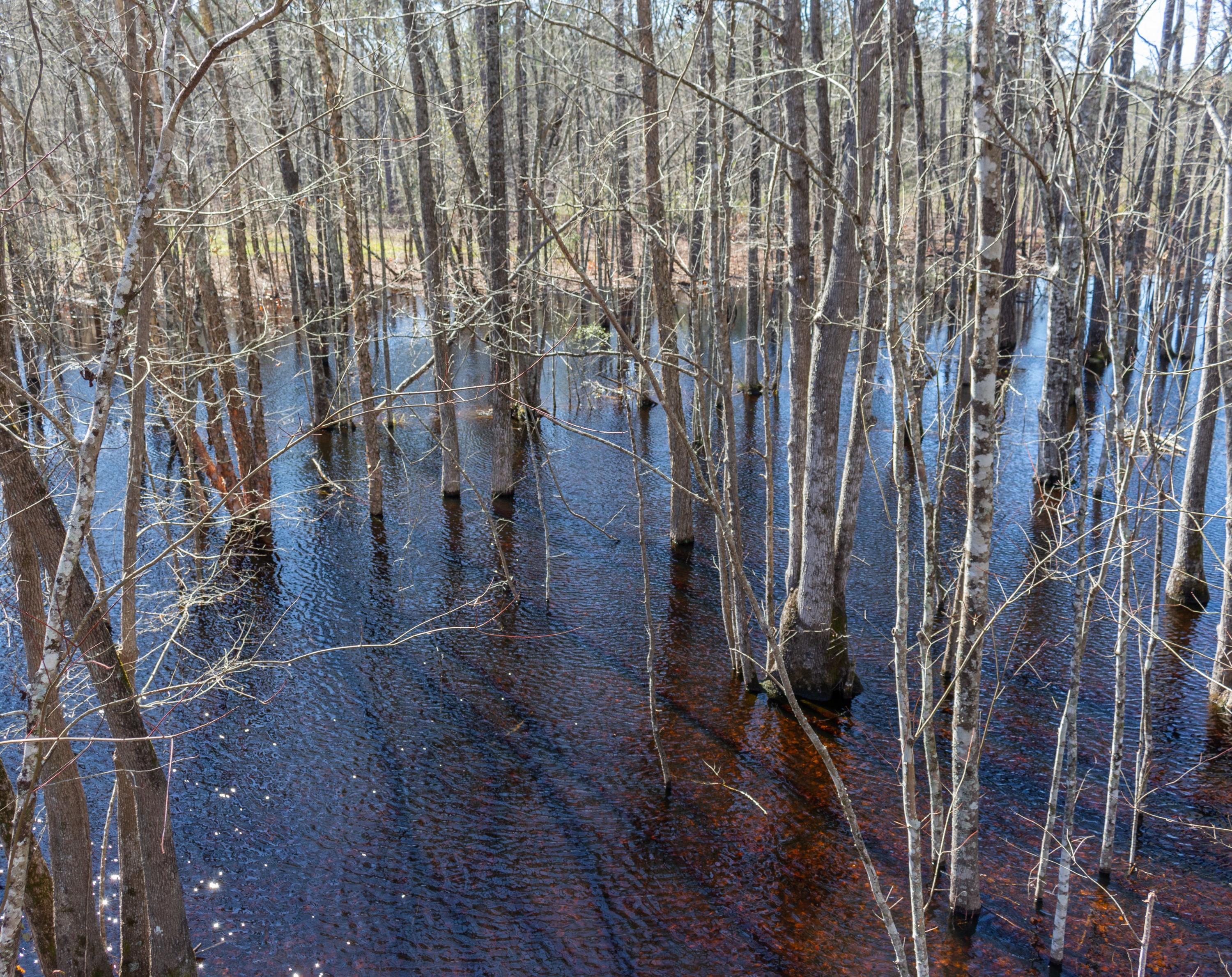45 Conner Cemetary Road Smoaks, SC 29481 - Photo 22 of 31 Beautiful Views