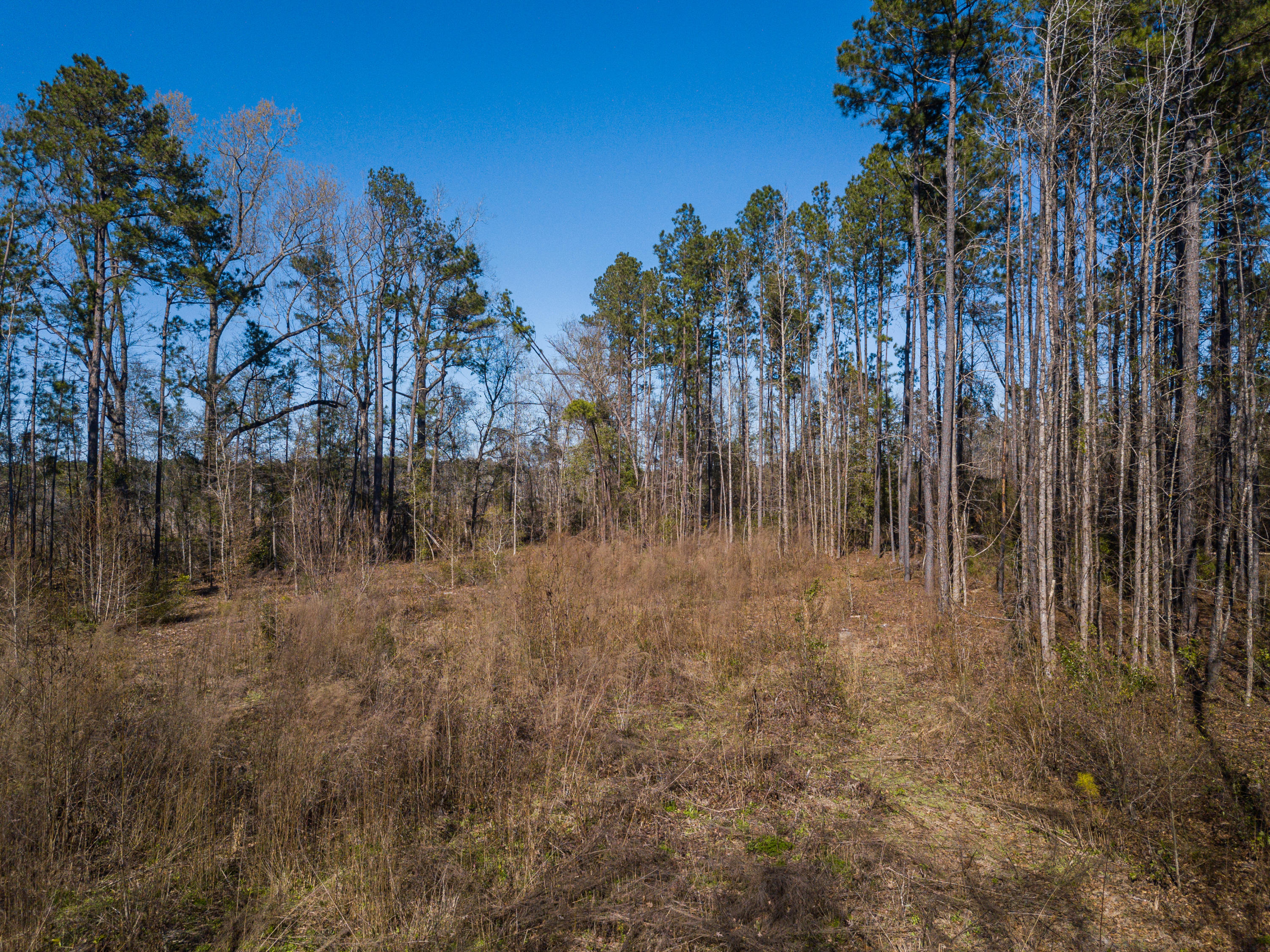 45 Conner Cemetary Road Smoaks, SC 29481 - Photo 23 of 31 Lots of Trees