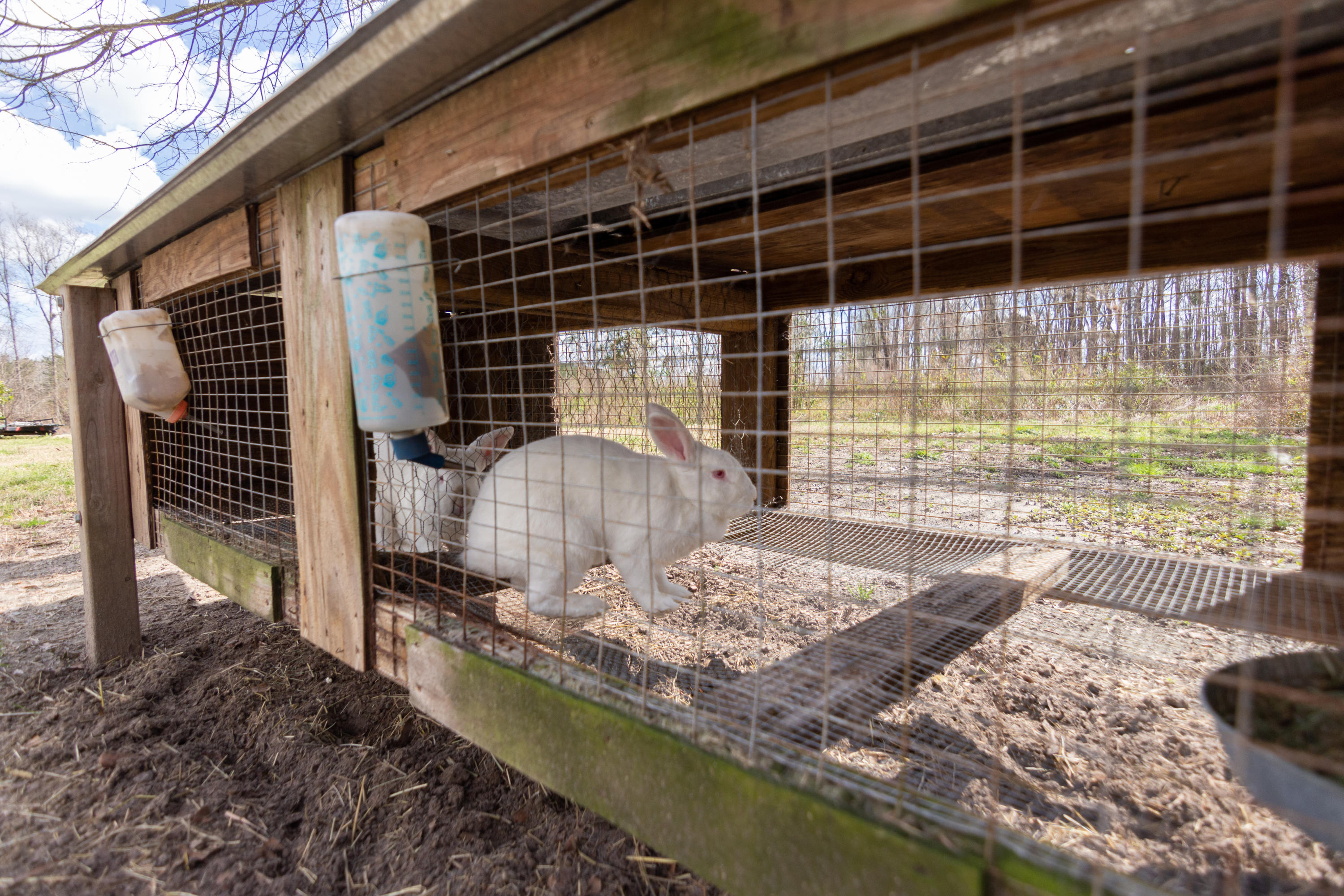 45 Conner Cemetary Road Smoaks, SC 29481 - Photo 25 of 31 Rabbit Hutch