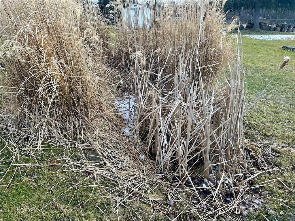 3956 New Castle Road Pulaski, PA 16143 - Photo 37 of 37 a close up of a plant in a garden