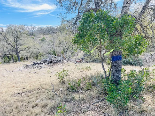 a view of a dry yard with trees