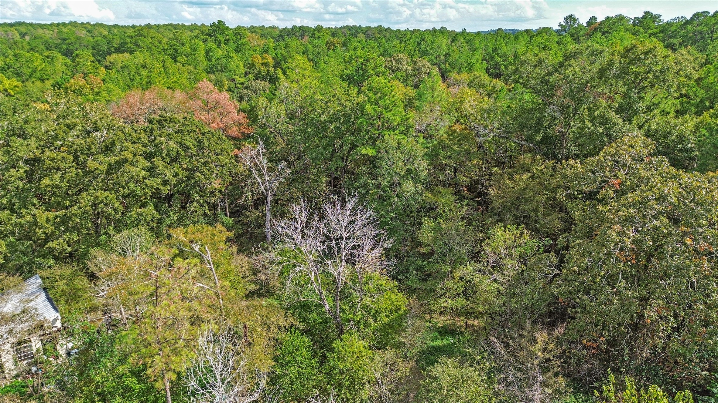 46 Utley Road Huntsville, TX 77320 - Photo 3 of 10 a view of a lush green forest