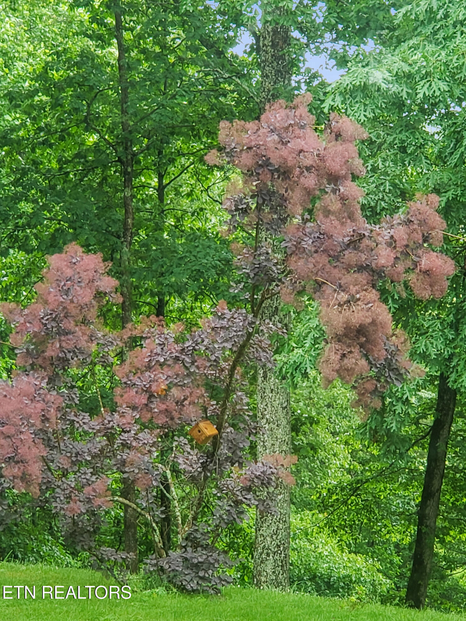 450 Buffalo Lane Tazewell, TN 37879 - Photo 30 of 47 3040755812346282149