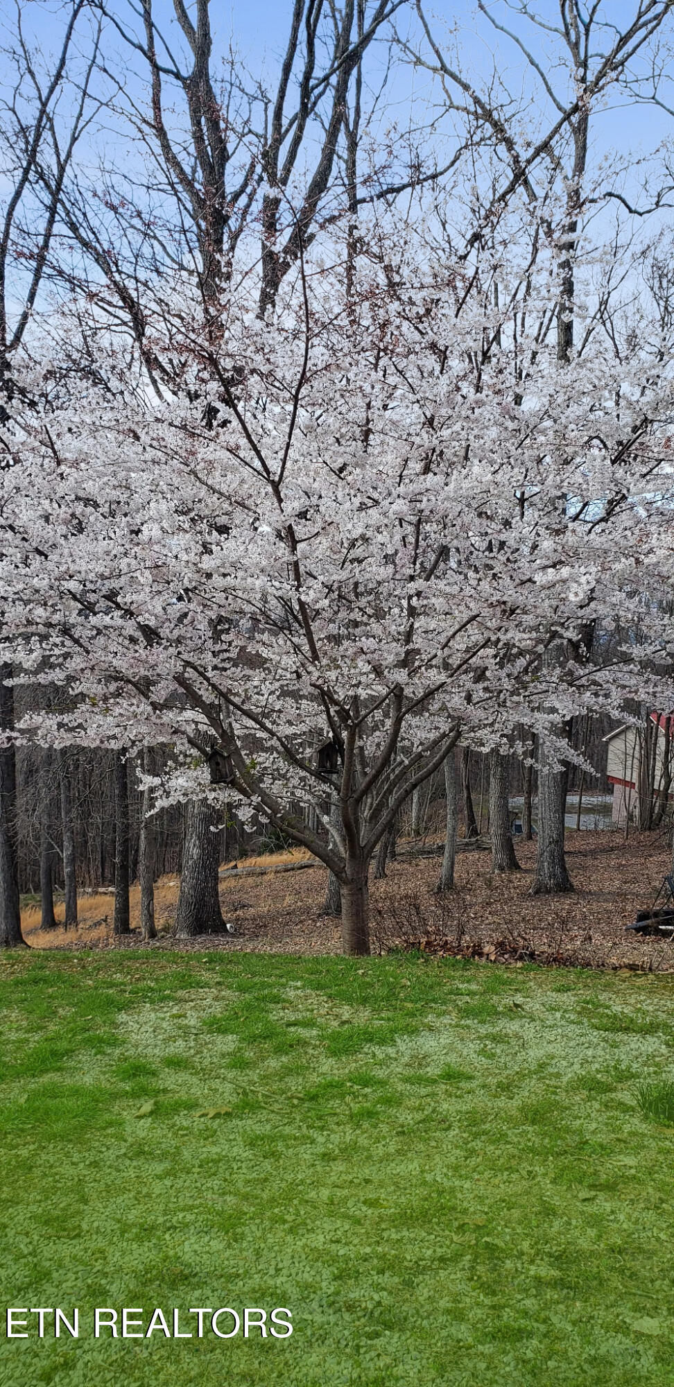 450 Buffalo Lane Tazewell, TN 37879 - Photo 38 of 47 8799891001998161550