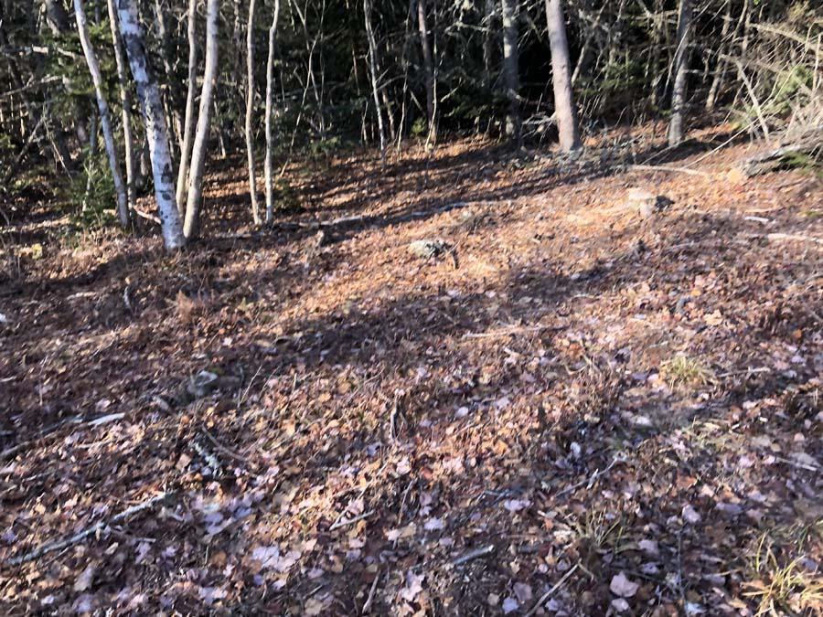13-009 Pettegrow Point Road Machiasport, ME 04655 - Photo 6 of 9 Woods