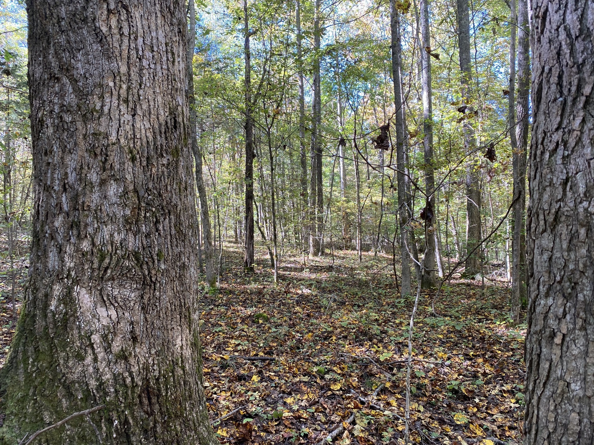 a view of a forest with trees