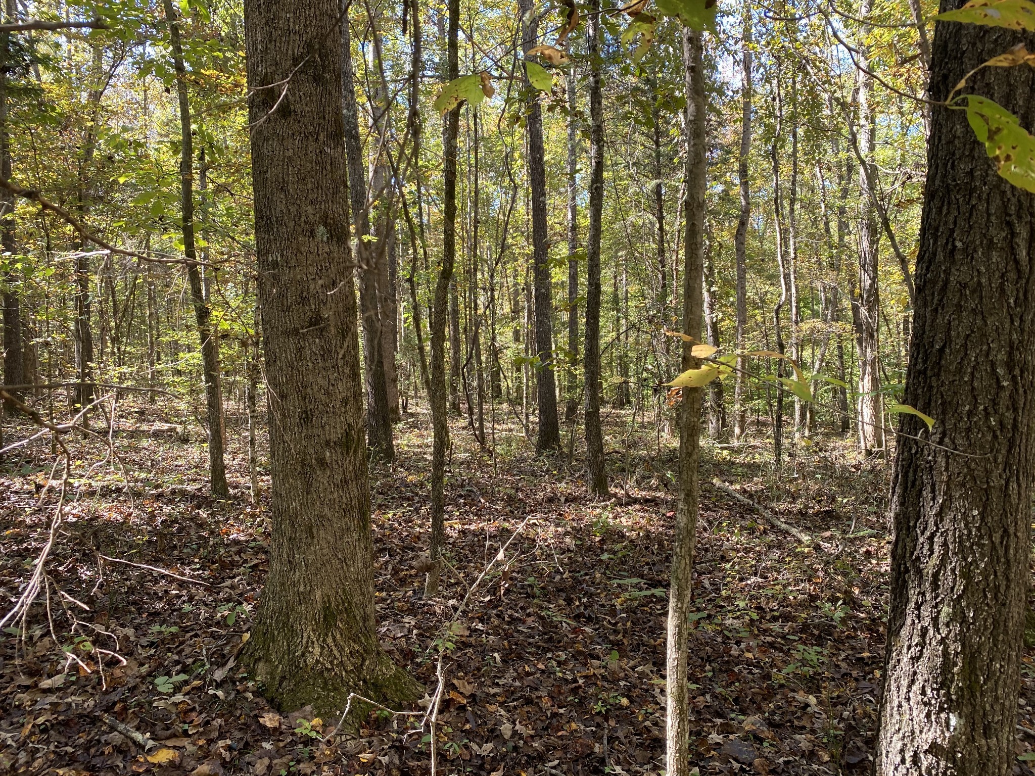 0 Collinwood Road Westpoint, TN 38486 - Photo 11 of 19 a view of a yard with plants and large trees