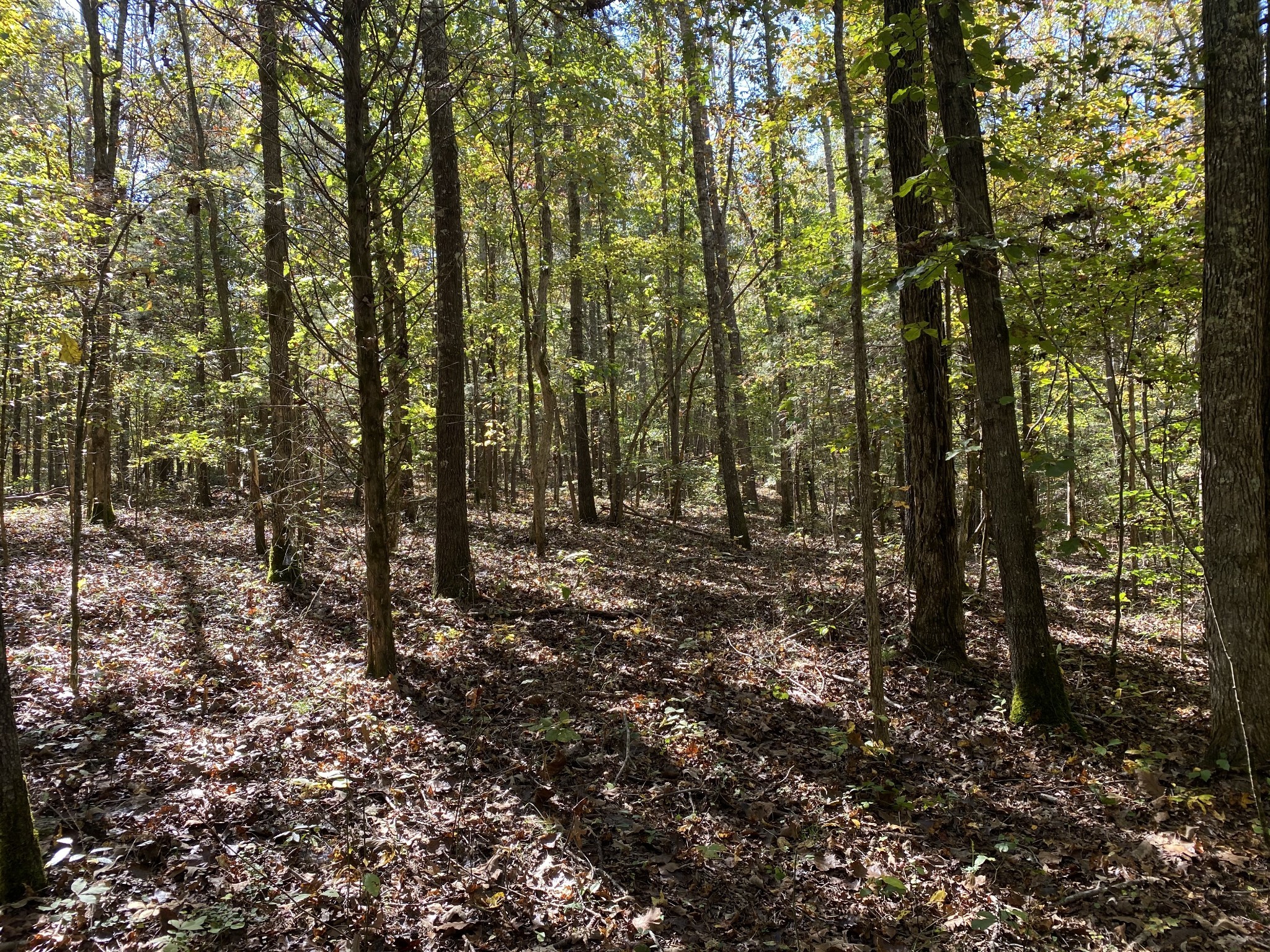 0 Collinwood Road Westpoint, TN 38486 - Photo 12 of 19 a view of outdoor space and covered with trees