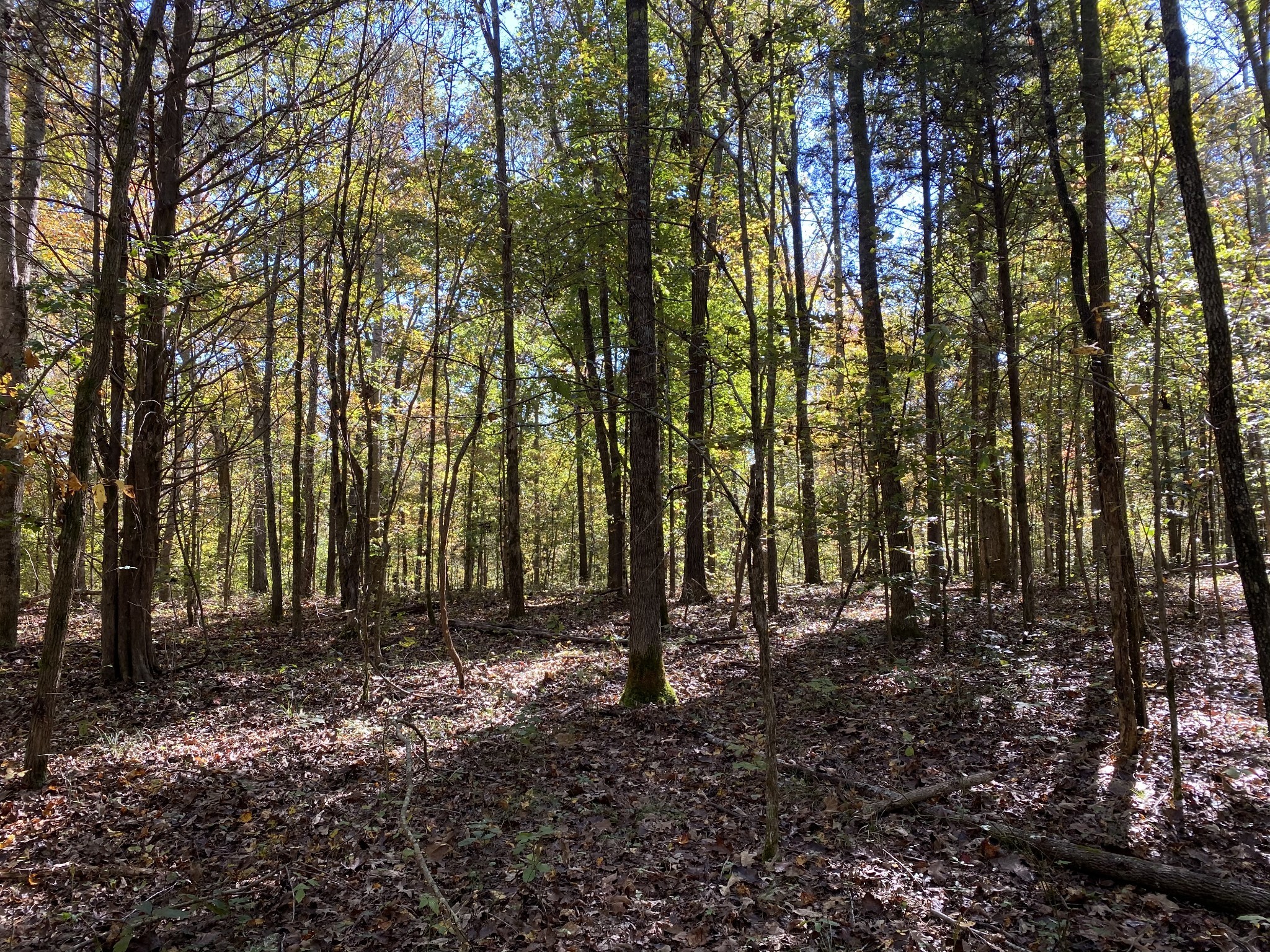 0 Collinwood Road Westpoint, TN 38486 - Photo 14 of 19 a view of outdoor space with lots of trees