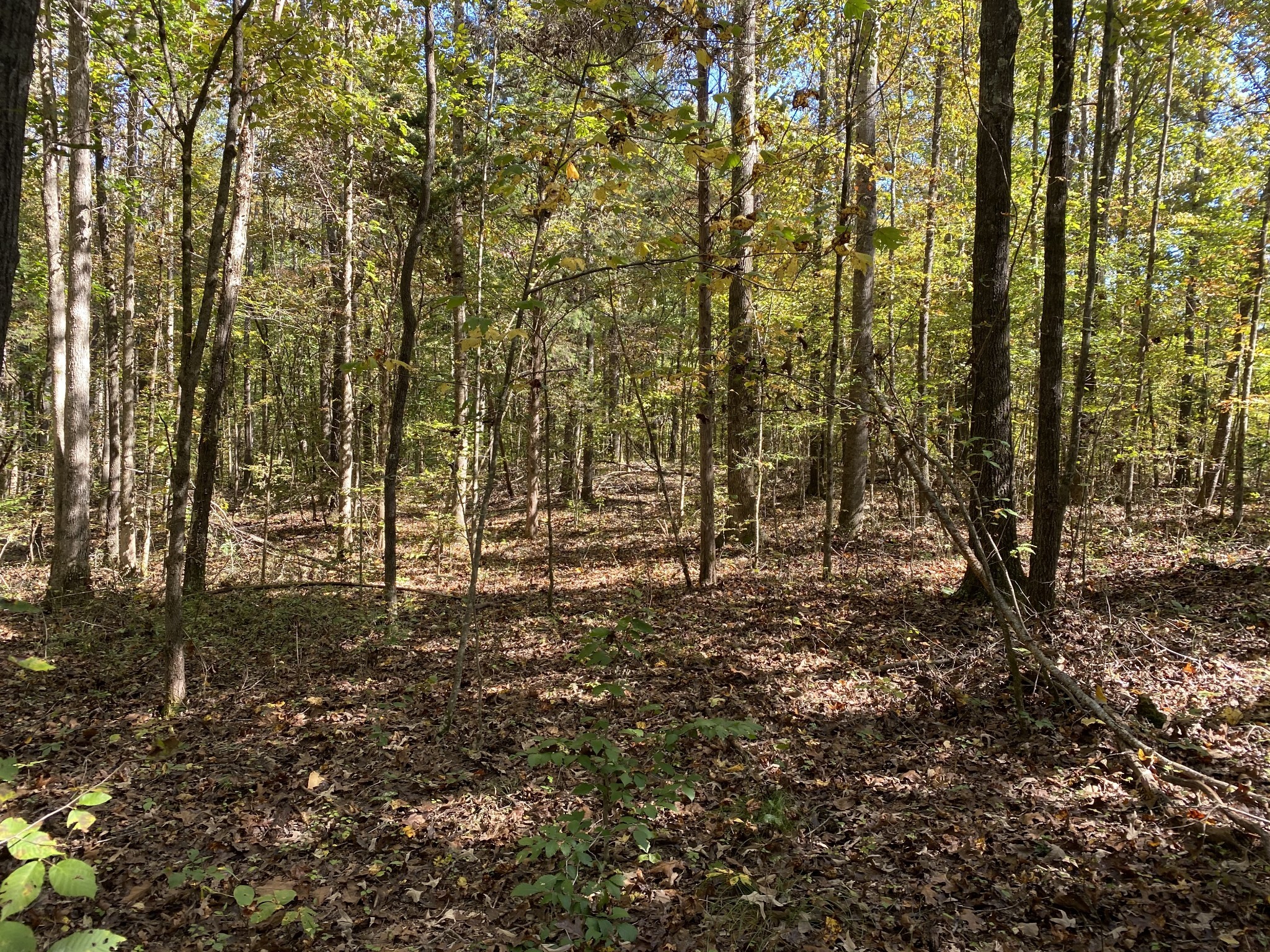 0 Collinwood Road Westpoint, TN 38486 - Photo 15 of 19 a view of forest