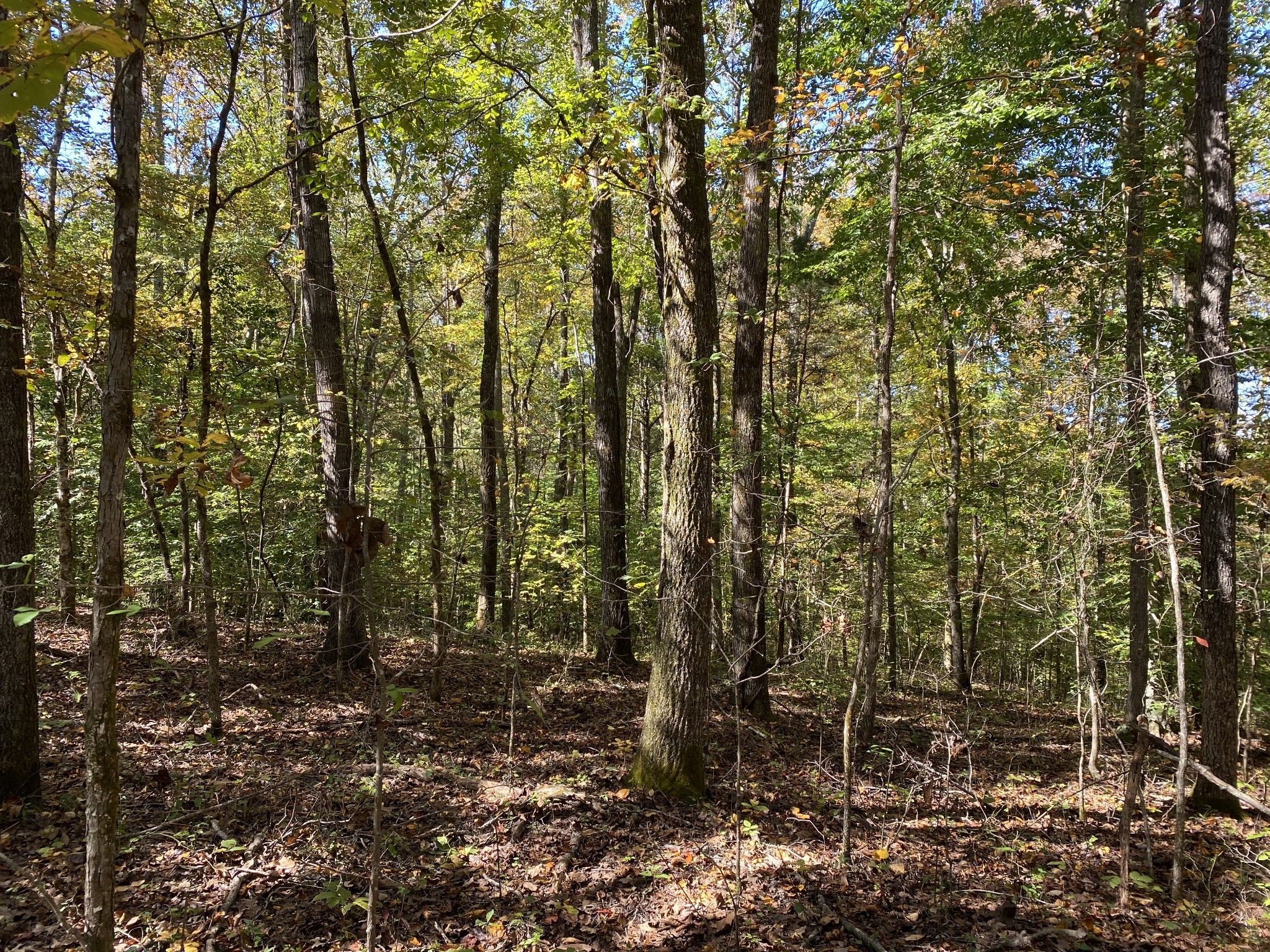 0 Collinwood Road Westpoint, TN 38486 - Photo 16 of 19 a view of a forest with lots of trees