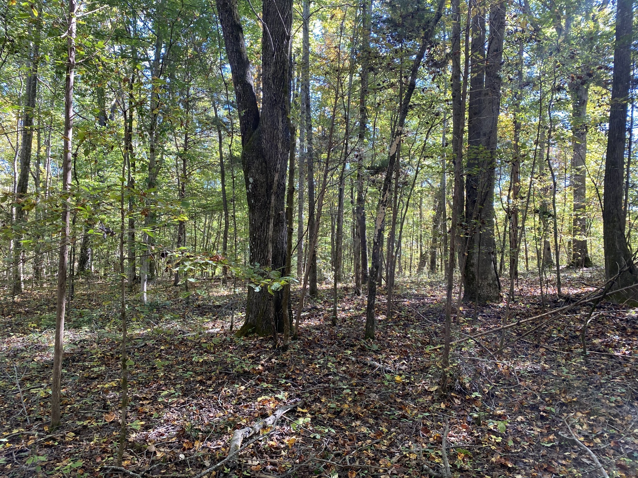 0 Collinwood Road Westpoint, TN 38486 - Photo 17 of 19 a view of outdoor space with lots of trees
