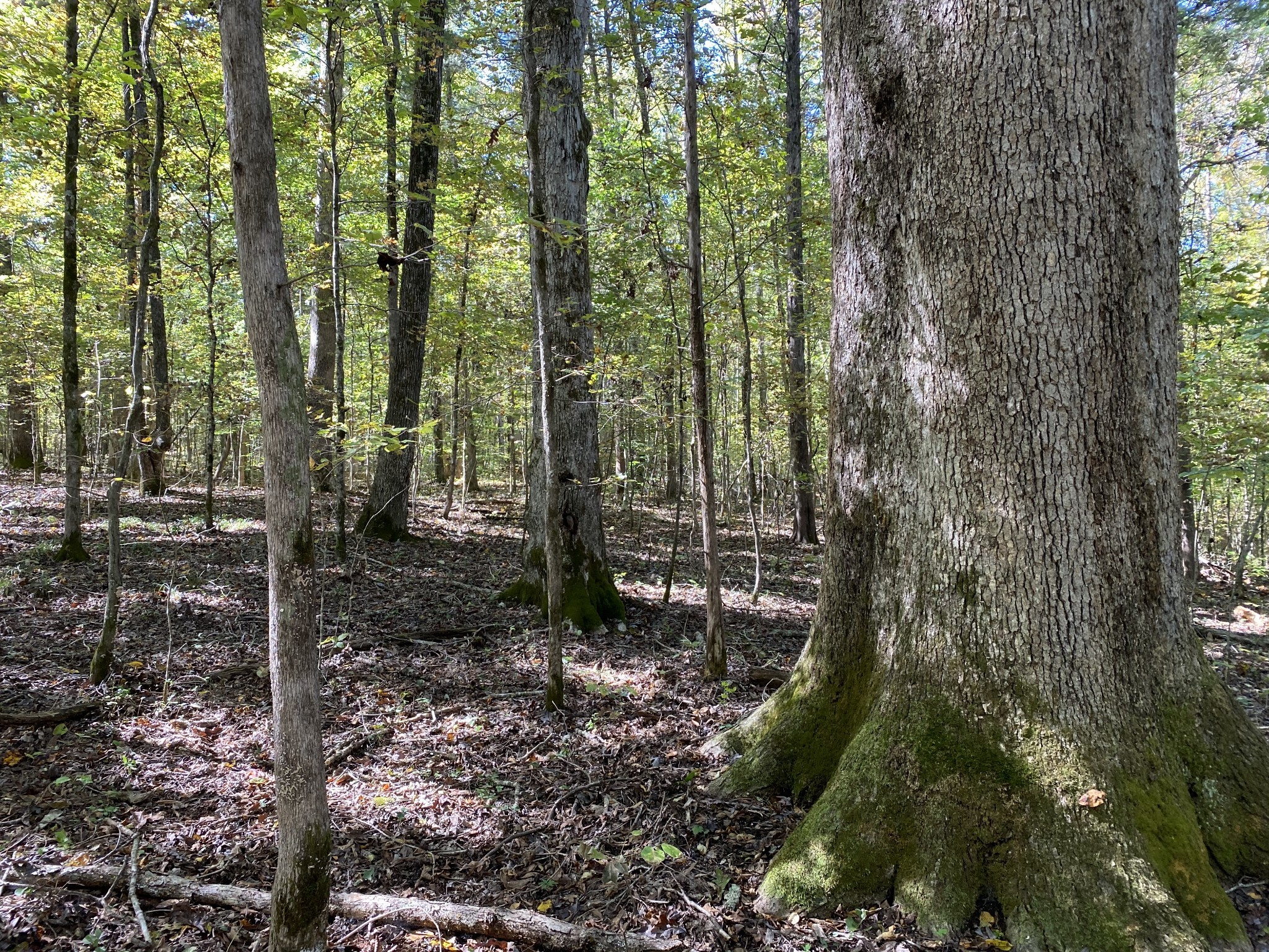 0 Collinwood Road Westpoint, TN 38486 - Photo 3 of 19 a view of outdoor space and trees