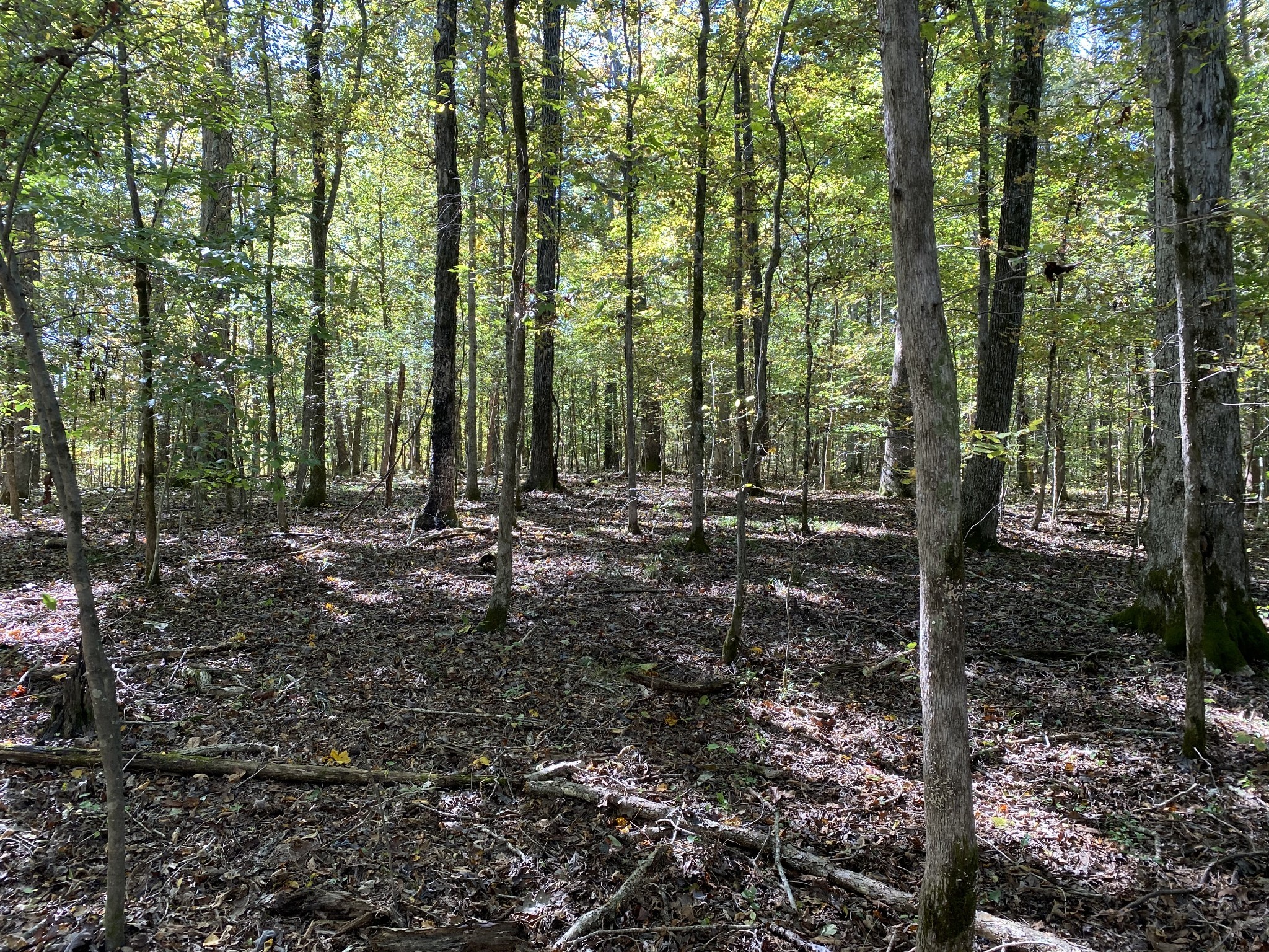 0 Collinwood Road Westpoint, TN 38486 - Photo 4 of 19 a view of outdoor space and trees