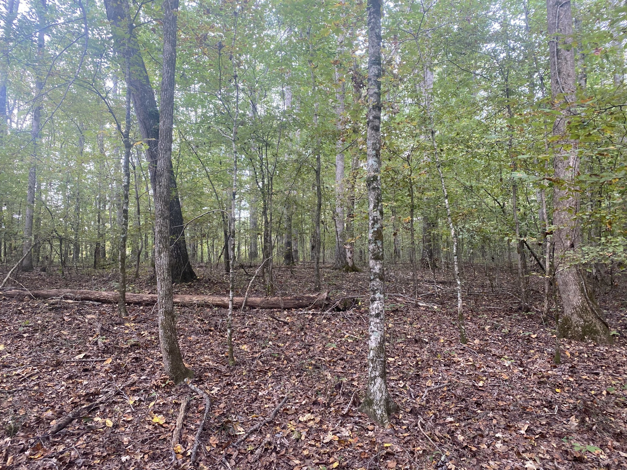 0 Collinwood Road Westpoint, TN 38486 - Photo 6 of 19 a backyard of a house with lots of green space
