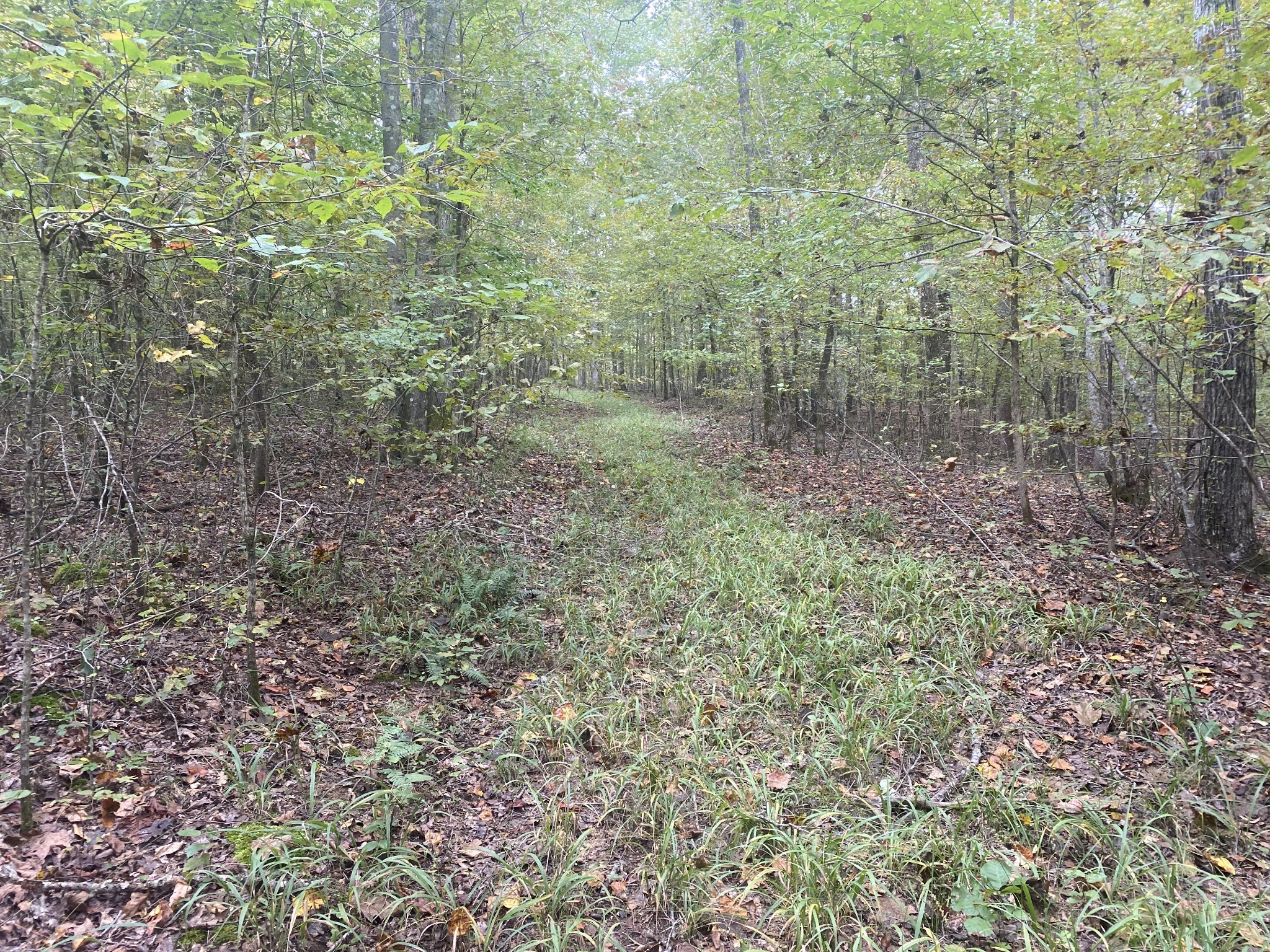 0 Collinwood Road Westpoint, TN 38486 - Photo 7 of 19 a view of a forest that has large trees