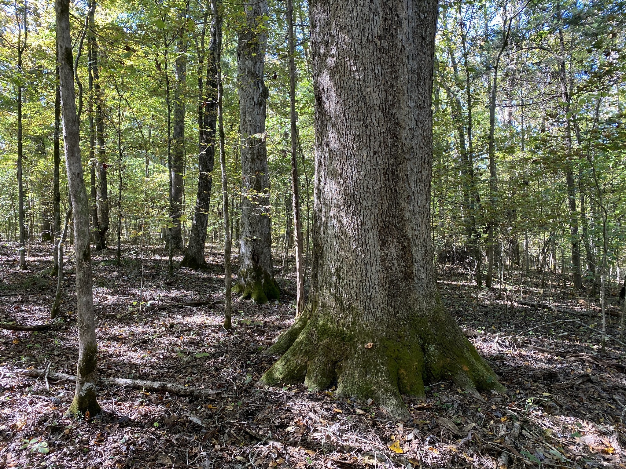 0 Collinwood Road Westpoint, TN 38486 - Photo 9 of 19 a view of forest
