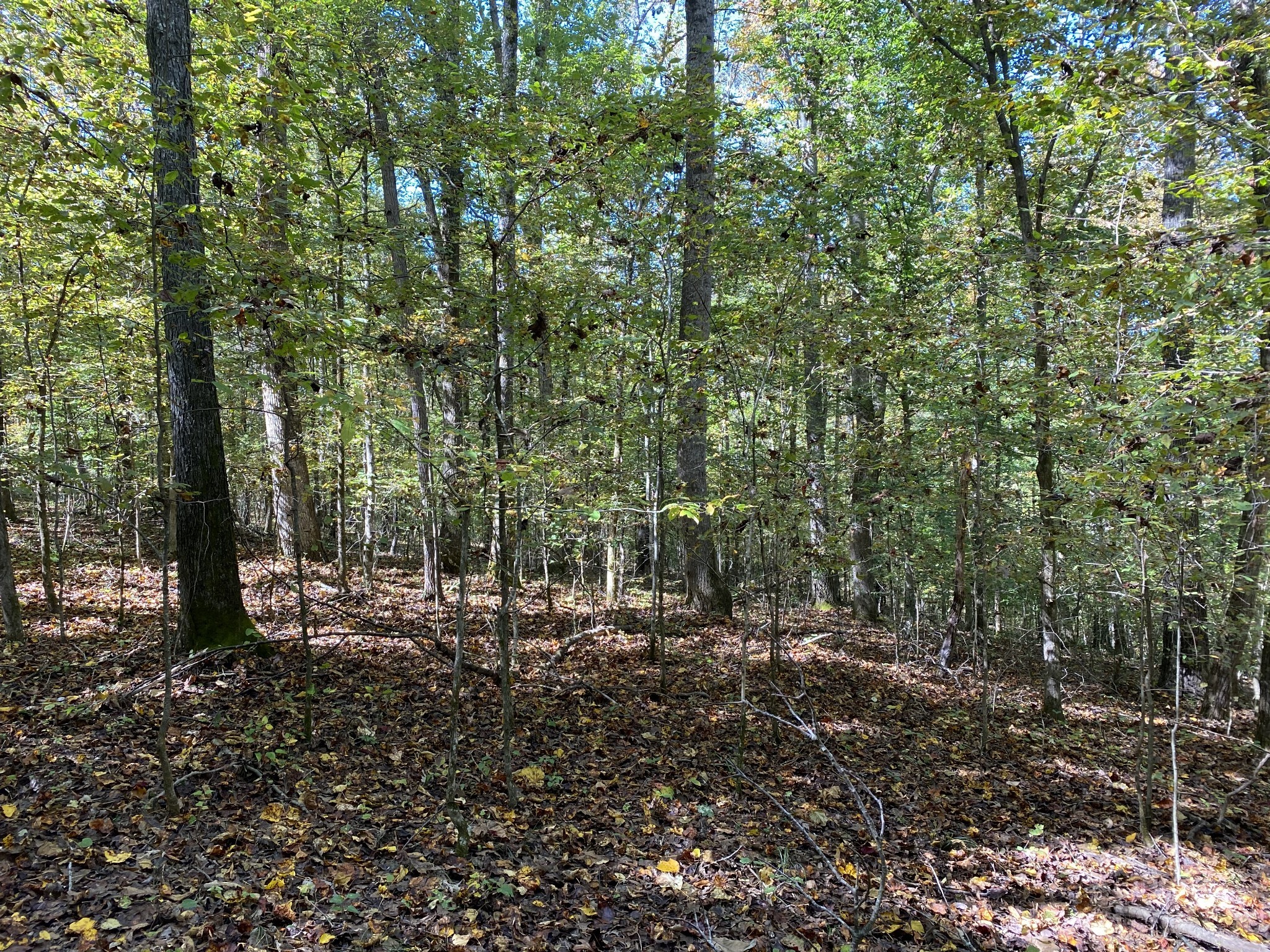 0 Collinwood Road Westpoint, TN 38486 - Photo 10 of 19 a view of outdoor space and trees