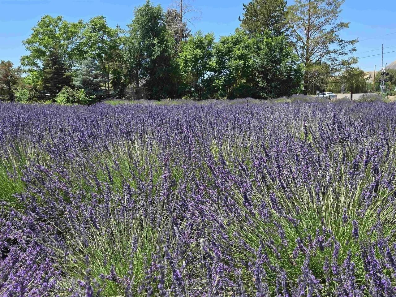 3669 G Road Palisade, CO 81526 - Photo 18 of 40 a view of a backyard