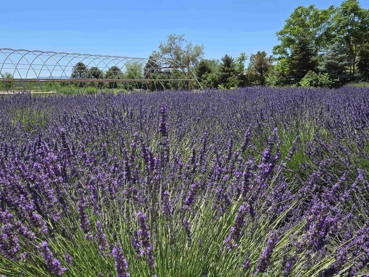 3669 G Road Palisade, CO 81526 - Photo 19 of 40 a view of outdoor space and yard