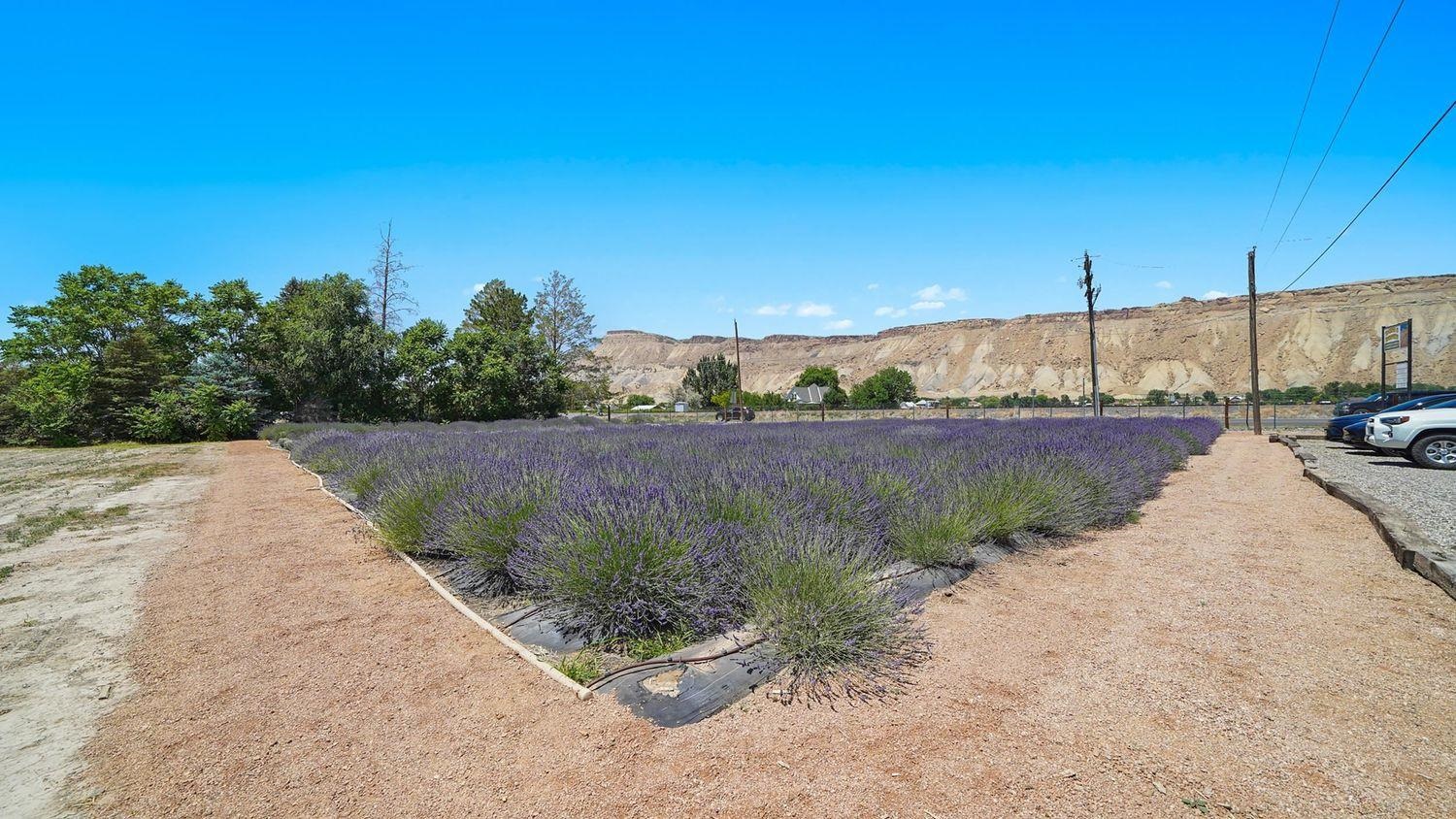 3669 G Road Palisade, CO 81526 - Photo 20 of 40