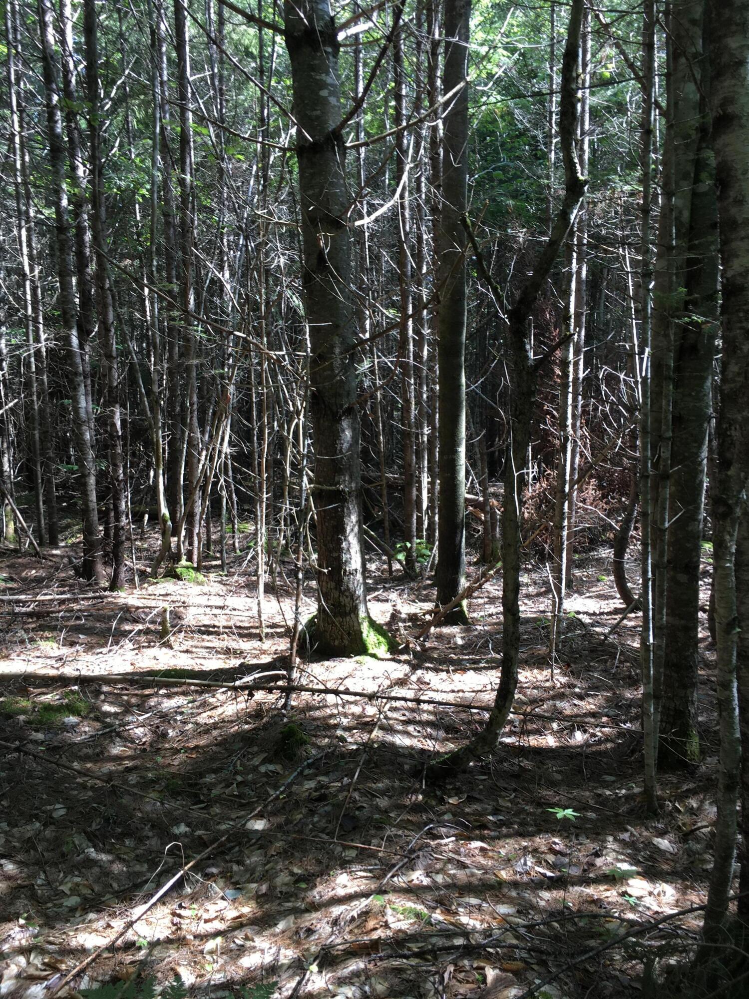 319 East Branch Road Howland, ME 04448 - Photo 8 of 11 7522BF3B-36F7-4D60-A14B-0FE242EDEBE3