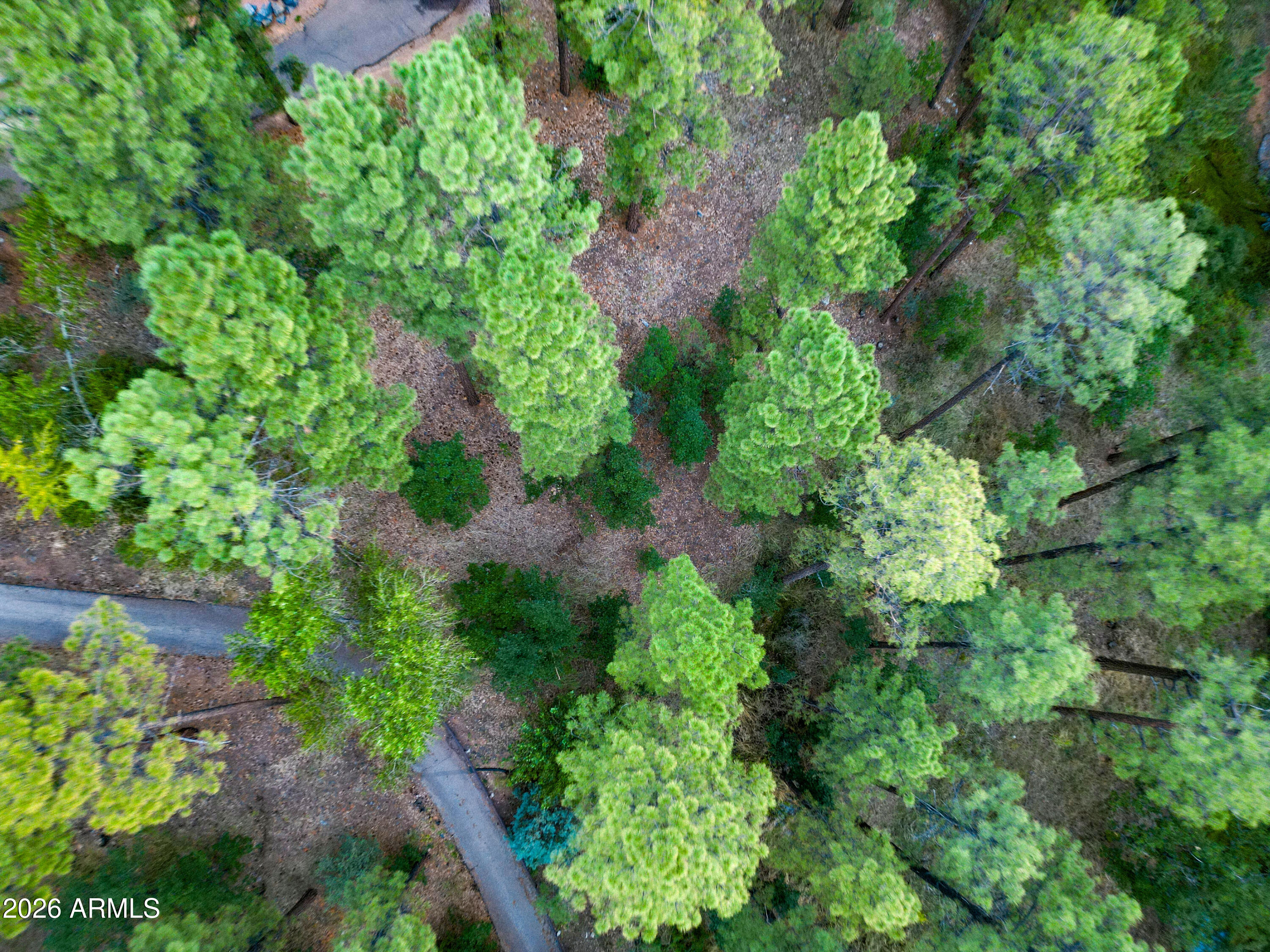 2540 West Pinegrass Road Show Low, AZ 85901 - Photo 18 of 19 trees