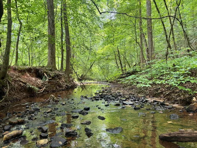 a bunch of trees and bushes