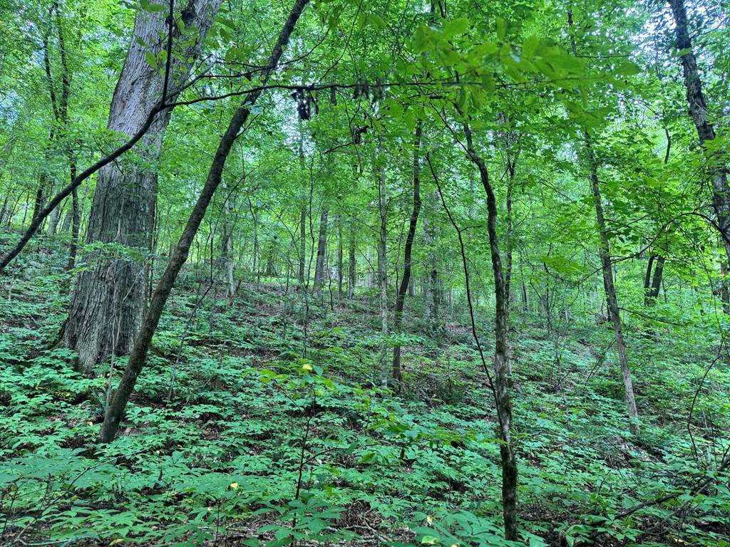 180.14 Johnson Mill Road Hamilton, GA 31811 - Photo 4 of 13 a view of a yard