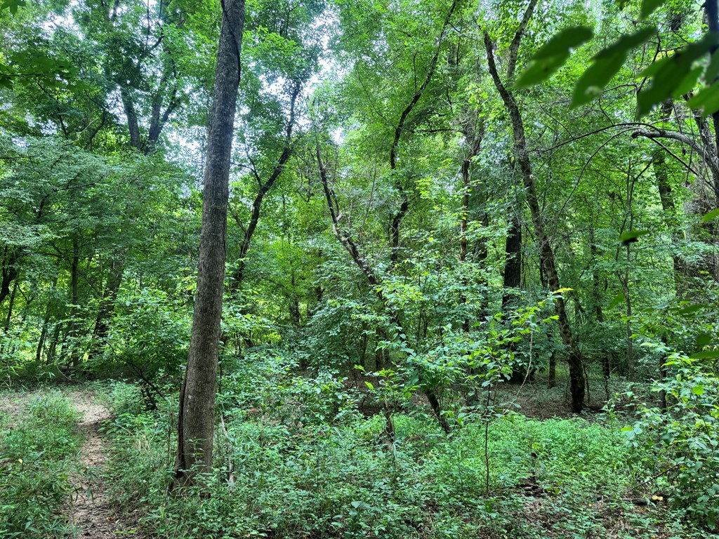 180.14 Johnson Mill Road Hamilton, GA 31811 - Photo 7 of 13 a view of a lush green forest