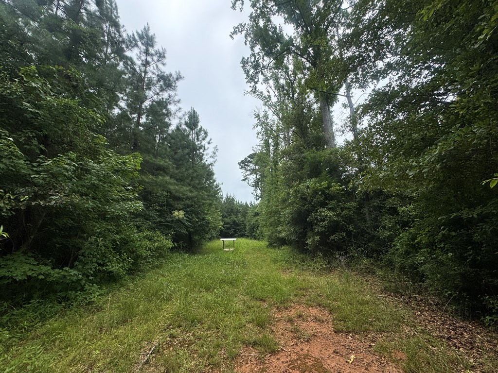 180.14 Johnson Mill Road Hamilton, GA 31811 - Photo 8 of 13 a view of a forest with trees in the background