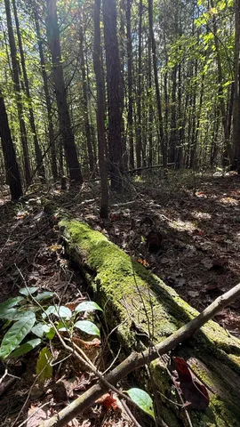 $41,800 | Oo Owl Hollow Road, Unit LOT 9, Palmer, TN 37365