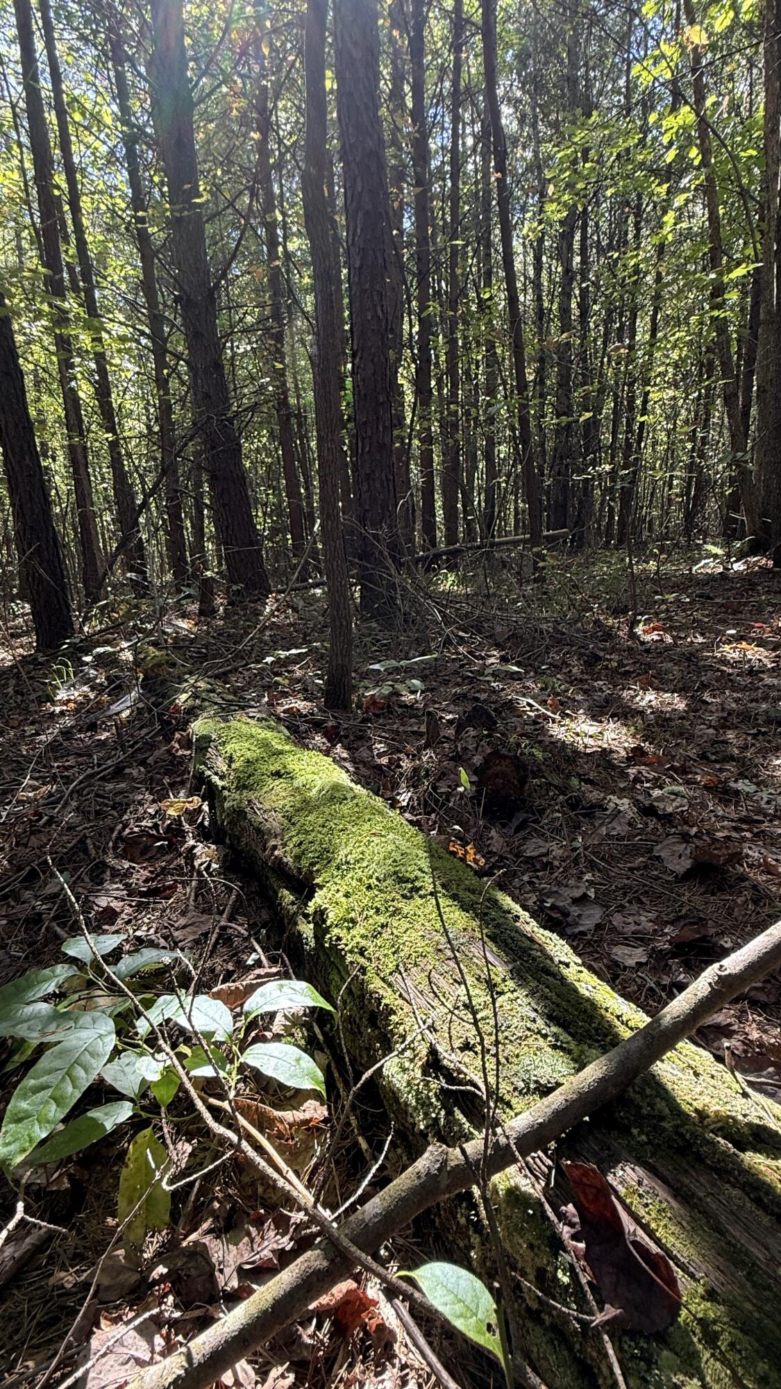 Oo Owl Hollow Road, Unit LOT 9 Palmer, TN 37365 - Photo 11 of 14 IMG_2483